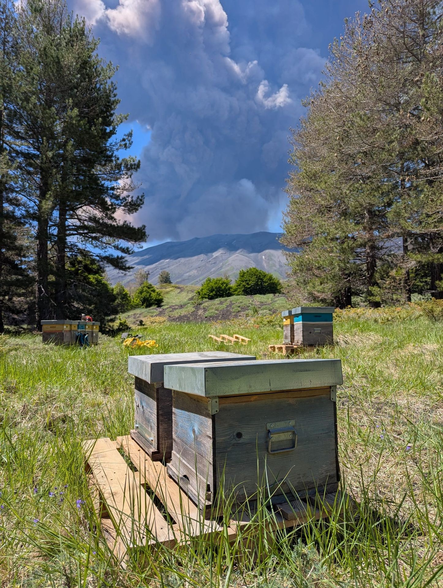 Il nostro apiario sull' Etna